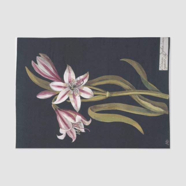 Papel De Seda Asfodilo Lily por Mary Delany (Frente )