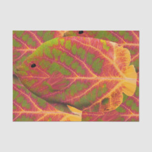 Papel De Seda Aspen Peixe Tropical 1