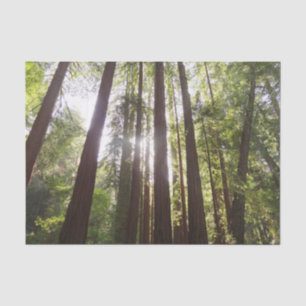 Papel De Seda Até as sequóias de manhã