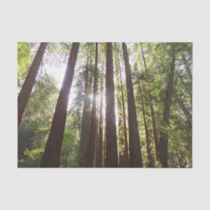 Papel De Seda Até Sequoias de Manhã