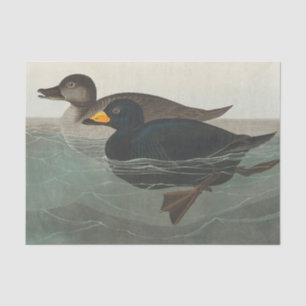 Papel De Seda Audubon American Scoter Duck