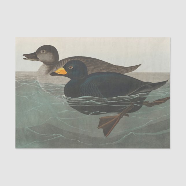 Papel De Seda Audubon American Scoter Duck Classic (Frente )