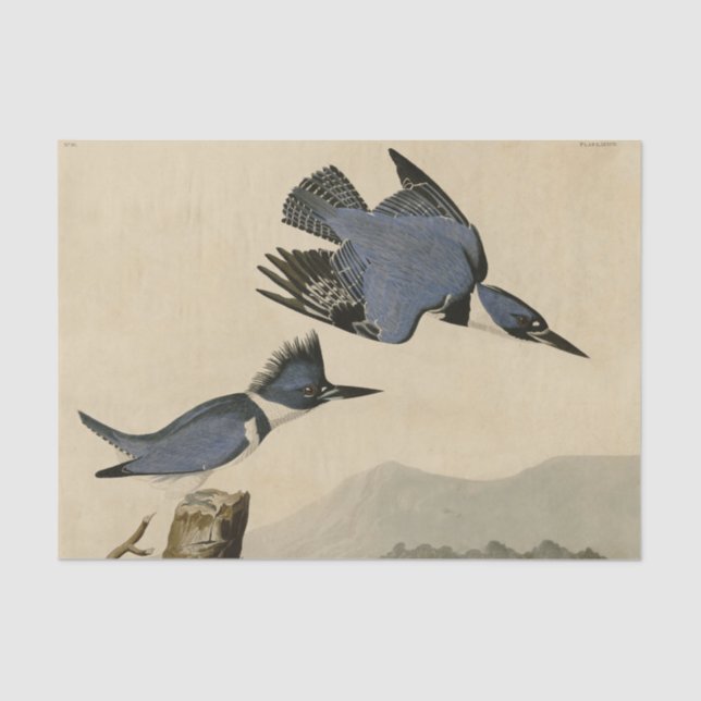 Papel De Seda Audubon Belfisher Kingfisher Wildlife Bird (Frente )