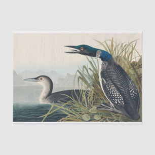 Papel De Seda Audubon Bird Loon Diver Classic