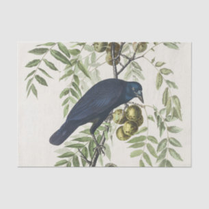 Papel De Seda Audubon Black Crow American Bird Ilustração