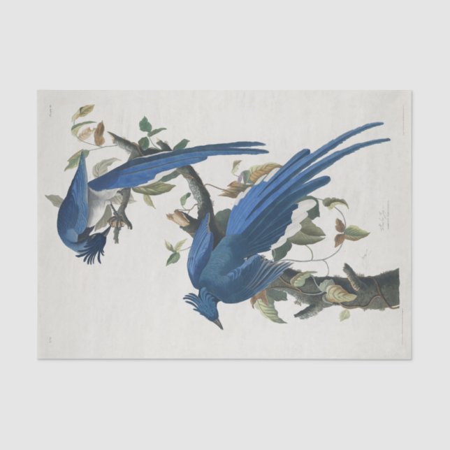 Papel De Seda Audubon Columbia Jay Black Throated Magpie Jay (Frente )