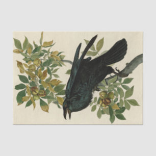 Papel De Seda Audubon Raven Bird Classic Trabalho de arte