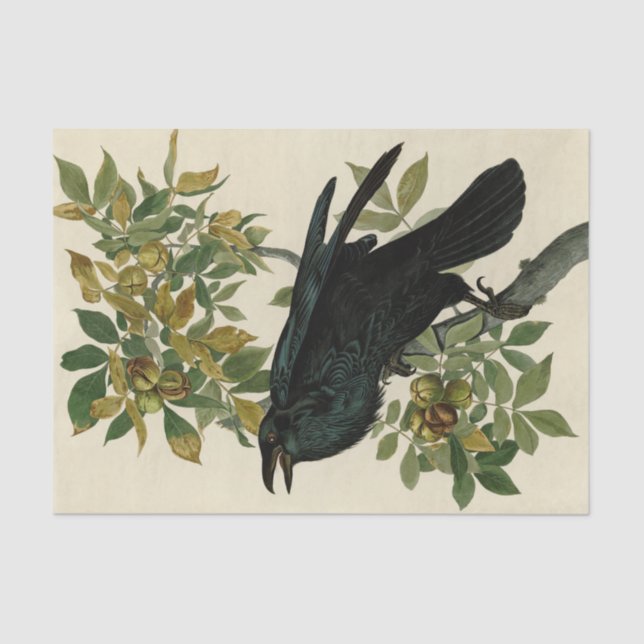 Papel De Seda Audubon Raven Bird Classic Trabalho de arte (Frente )