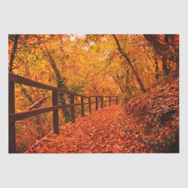 Papel De Seda Autumn Fall Modern Gift Wrap Deixa Laranja (Frente )