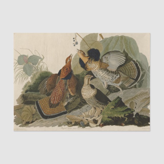 Papel De Seda Ave de Jogo de Audubon do Agrupamento Rachado (Frente )