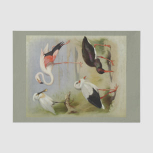 Papel De Seda Aves Britânicas, Ilustrações de Arte