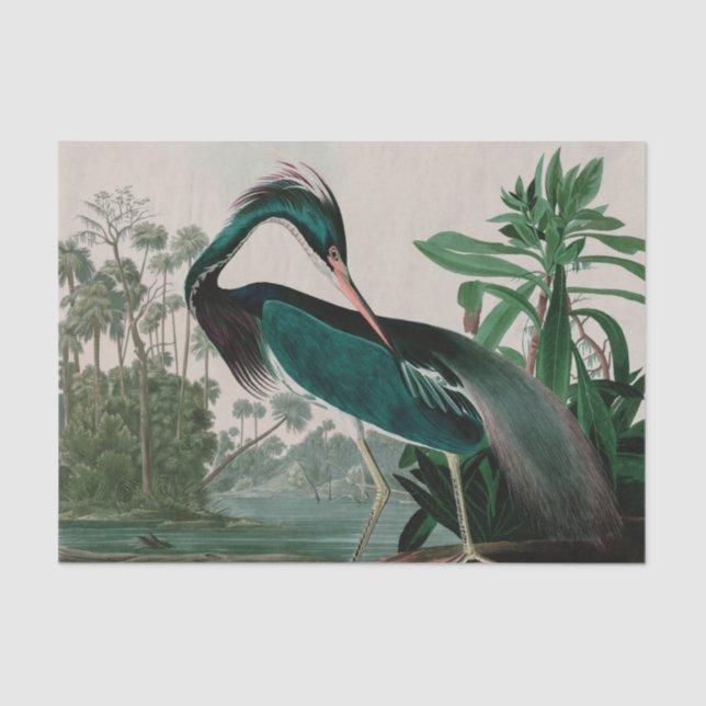 Papel De Seda Aves do Herão da Louisiana da Impressão de Audubon (Frente )