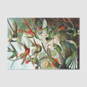 Papel De Seda Aves-múmias por Ernst Haeckel