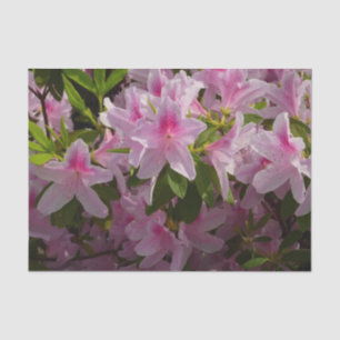 Papel De Seda Azaléia Rosa Arbusto Floral Primavera