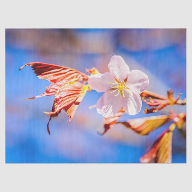 Papel De Seda Azul-céu cor-de-rosa Sakura (Frente )