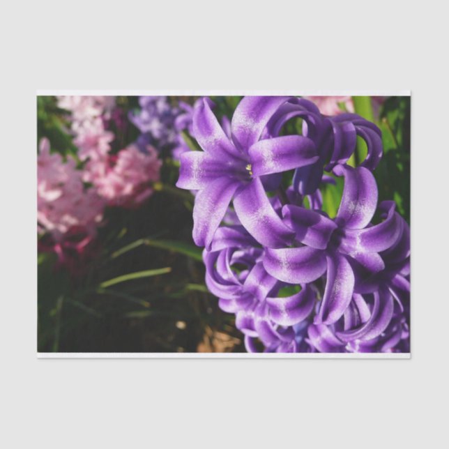 Papel De Seda Azul Hyacinth II Primavera Floral (Frente )