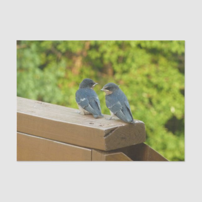 Papel De Seda Baby Barn Swallow Nature Bird Foto (Frente )