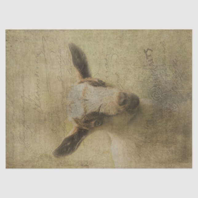 Papel De Seda Baby Goat Socke (Frente )