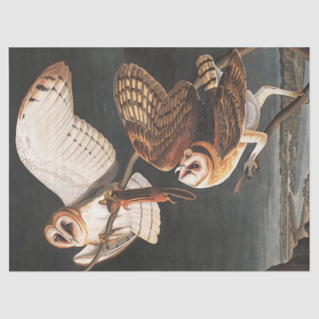 Papel De Seda Barn Owl por John James Audubon (Frente )