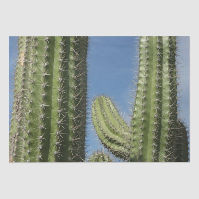Papel De Seda Barrel Cactus I Desert Photo (Frente )