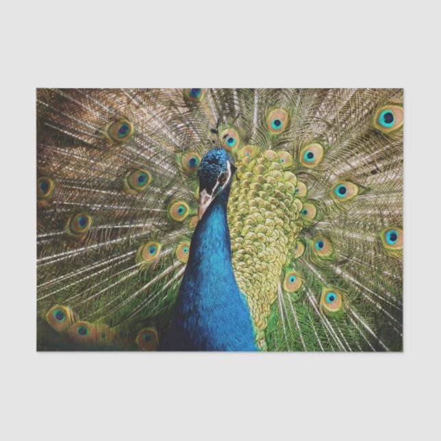 Papel De Seda Bashful Peacock (Frente )