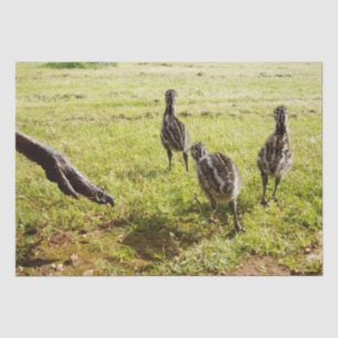 Papel De Seda Bebê Pintinhos Emu E Pé Grande,
