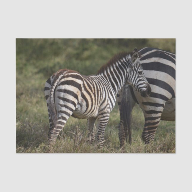 Papel De Seda Bebê Zebra na África (Frente )