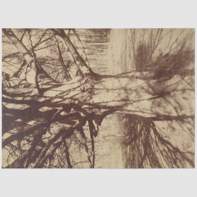 Papel De Seda Beech Tree (por Eugène Atget) (Frente )