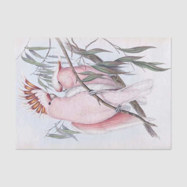 Papel De Seda Bela coquatoa pálida-rosa cacatua (Frente )