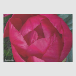 Papel De Seda Bela Pensão Vermelha