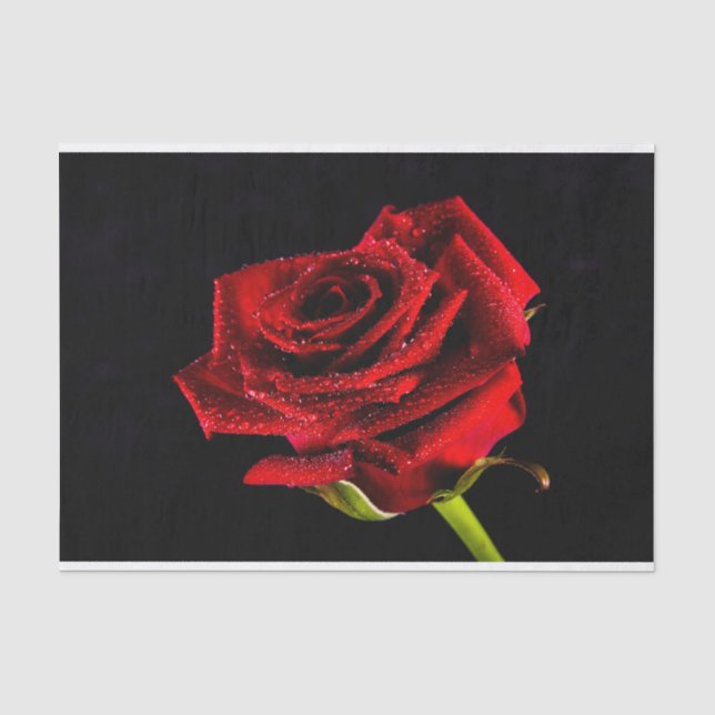 Papel De Seda Bela rosa vermelha (Frente )