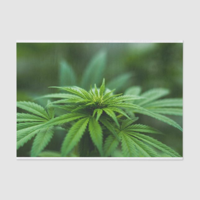 Papel De Seda Bela Semana (Frente )