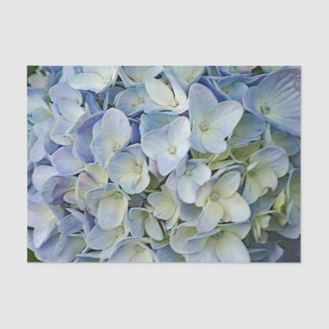 Papel De Seda Belo Blue Hydrangea Flowers Foto (Frente )