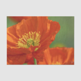 Papel De Seda Belo papa vermelho