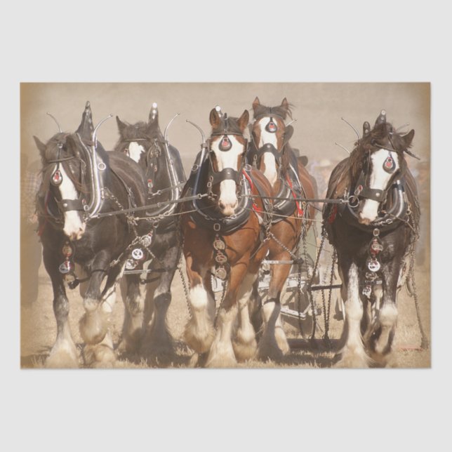 Papel De Seda Belos Cavalos Clydesdale Espalhando - Trabalho em  (Frente )