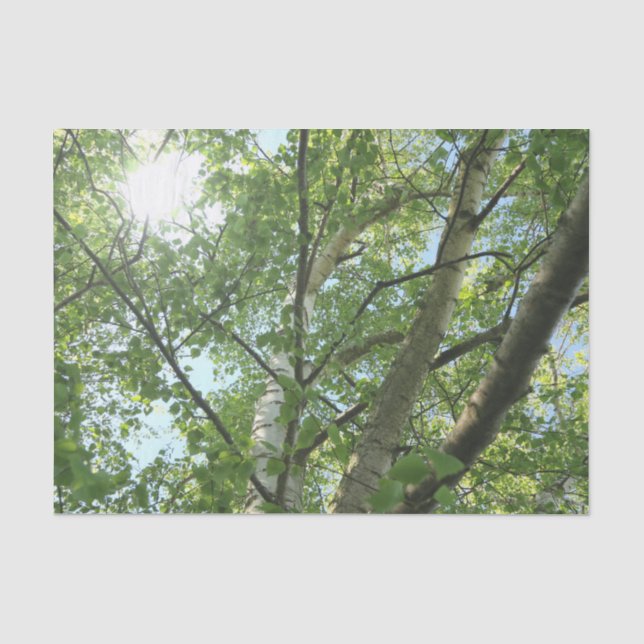 Papel De Seda bétula verde na árvore contra o céu azul (Frente )