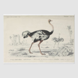 Papel De Seda Bird Ephemera Decoupage French Ostrich