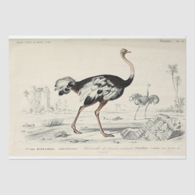 Papel De Seda Bird Ephemera Decoupage French Ostrich (Frente )