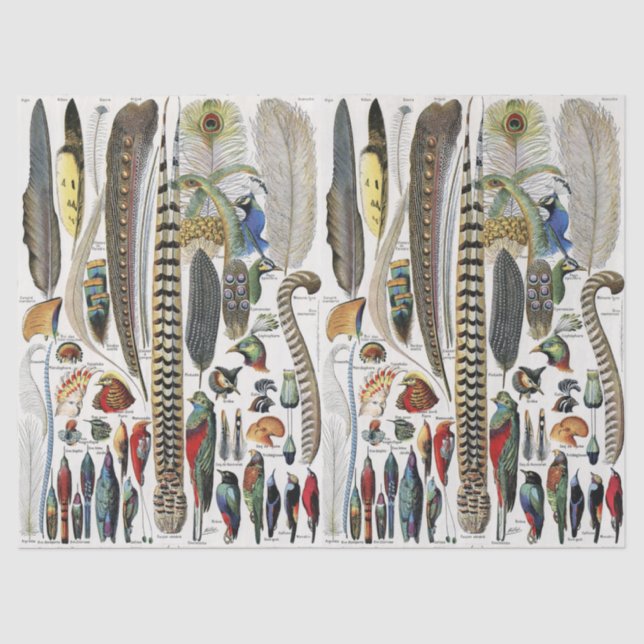 Papel De Seda Bird Feather Wildlife Antique Feathers Art Nouveau (Frente )