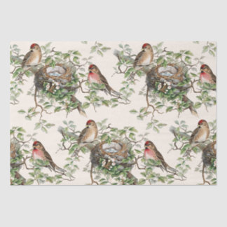 Papel De Seda Birds Nest Deixa Vintage Redpoll Songbird Ivory