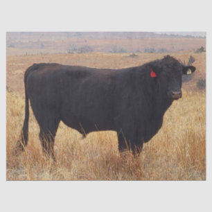 Papel De Seda Black Angus Steer Grazing com seu Herd
