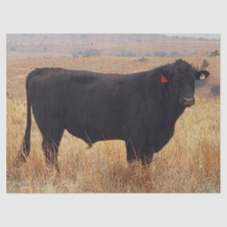Papel De Seda Black Angus Steer Grazing com seu Herd