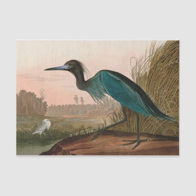 Papel De Seda Blue Crane ou Heron Birds of America Audubon Impre (Frente )