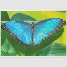 Papel De Seda Blue Morpho Butterfly Arte Floral