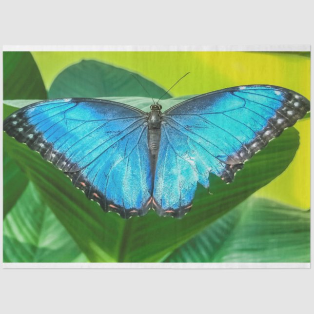 Papel De Seda Blue Morpho Butterfly Arte Floral (Frente )