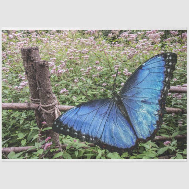 Papel De Seda Blue Morpho Butterfly Design (Frente )