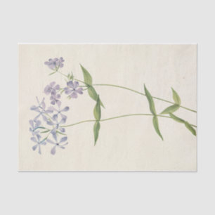 Papel De Seda Blue Phlox por Mary Vaux Walcott