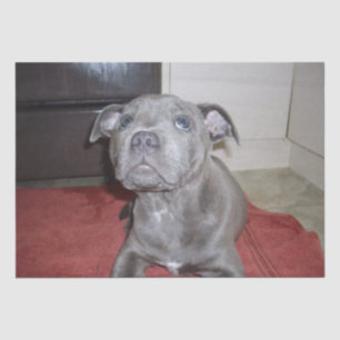Papel De Seda Blue Staffordshire Bull Terrier Puppy