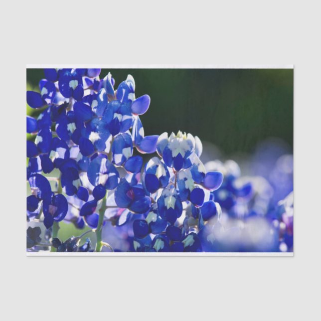Papel De Seda Bluebonnet (Frente )
