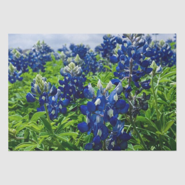 Papel De Seda Bluebonnets Blue Floral Texas Texan Elegante (Frente )